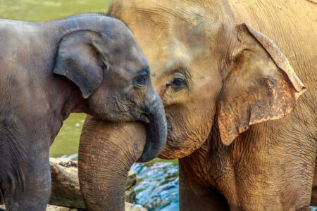 The Communication Techniques of Elephants Image
